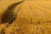 负犁带耙五谷丰是什么生肖，详细解答、科学解答解释落实